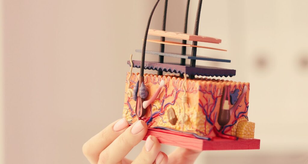 Model skóry.